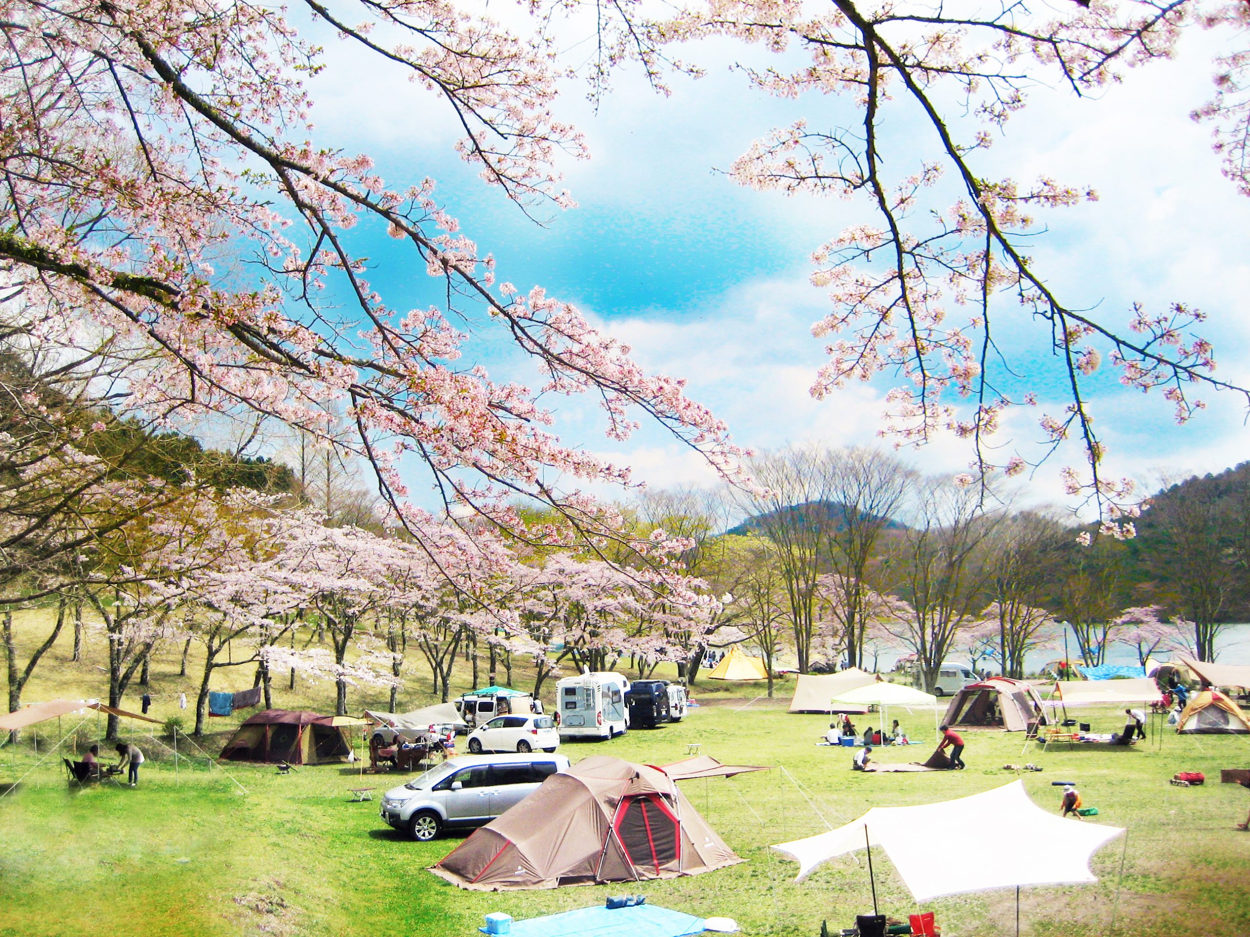 Cảm nhận sakura khi camping
