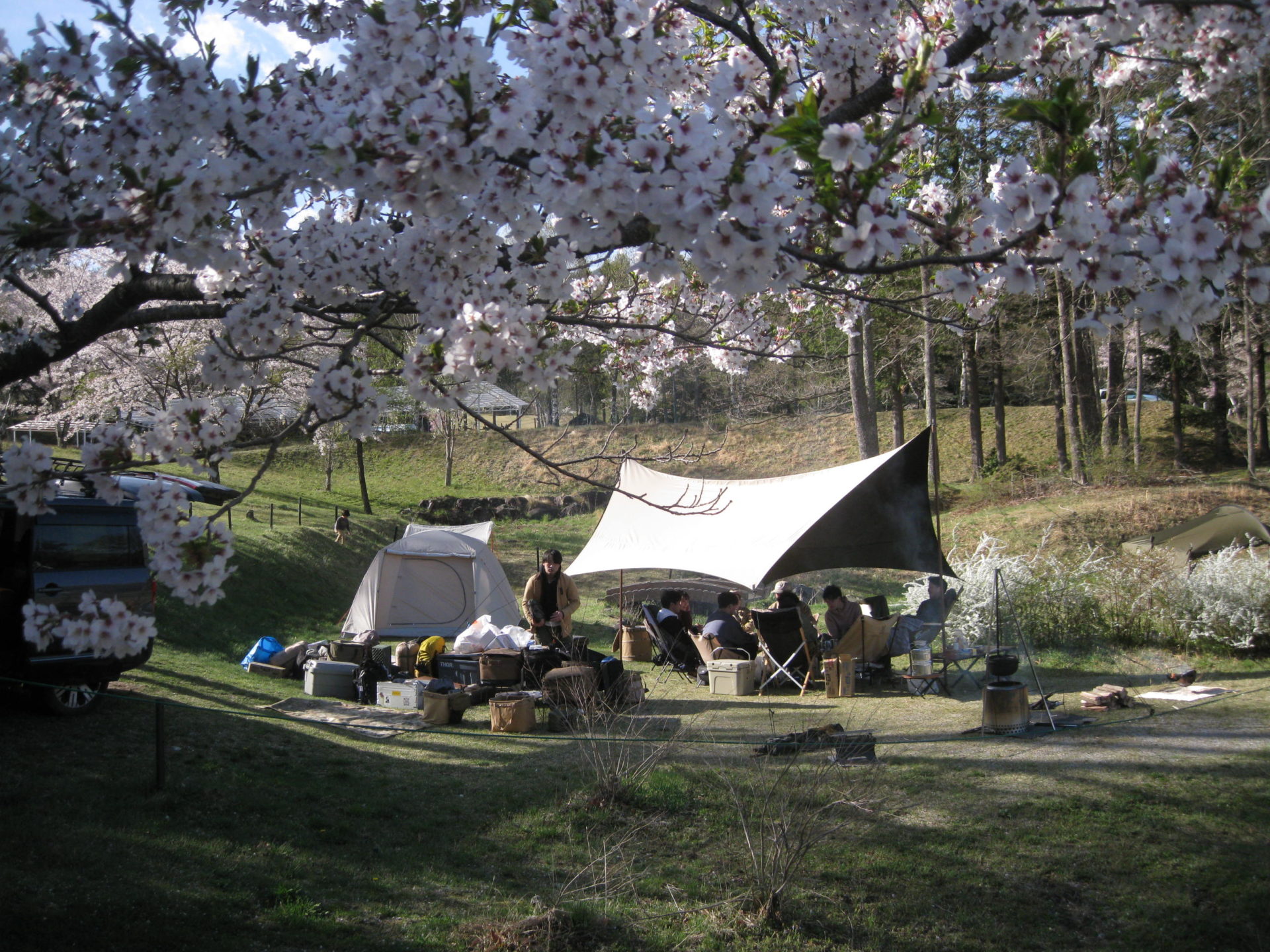 Camping mùa Sakura ở Nhật