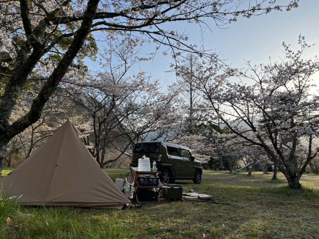 Đăng ký camping mùa sakura cùng Camp Nhà Thỏ