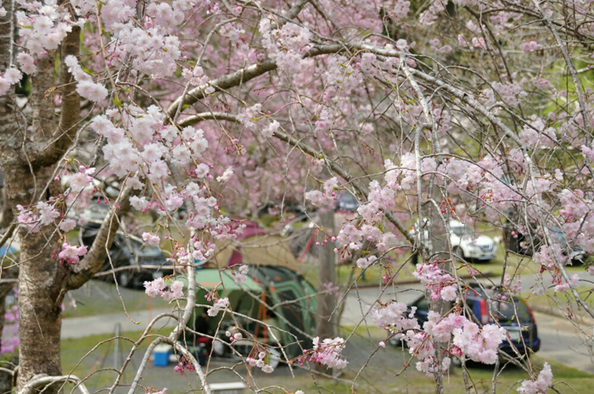 Camping chậm rãi giữa mùa hoa anh đào